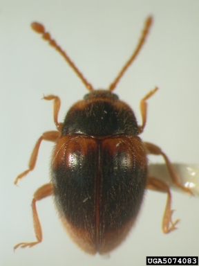 handsome fungus beetle, Stenotarsus lombardeaui  (Coleoptera: Endomychidae) - 5074083