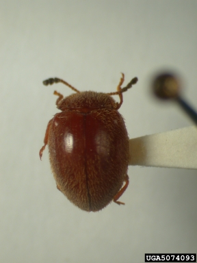 handsome fungus beetle, Stenotarsus mombonensis  (Coleoptera: Endomychidae) - 5074093