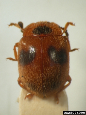 handsome fungus beetle, Stenotarsus nobilis nobilis (Coleoptera: Endomychidae) - 5074099