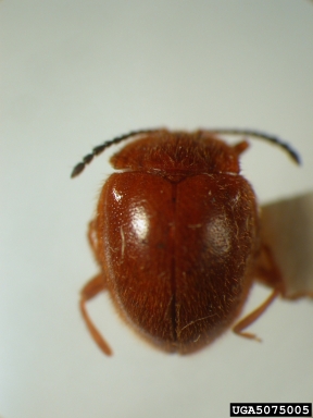 handsome fungus beetle, Stenotarsus ovalis  (Coleoptera: Endomychidae) - 5075005