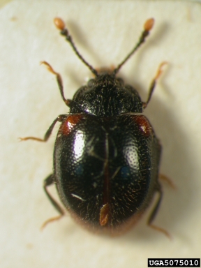 handsome fungus beetle, Stenotarsus papuensis  (Coleoptera: Endomychidae) - 5075010