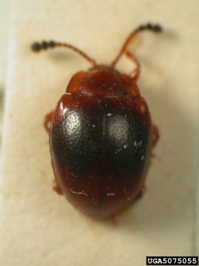 handsome fungus beetle, Stenotarsus sulcithorax  (Coleoptera: Endomychidae) - 5075055