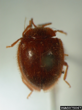 handsome fungus beetle, Stenotarsus ventricosus  (Coleoptera: Endomychidae) - 5075067