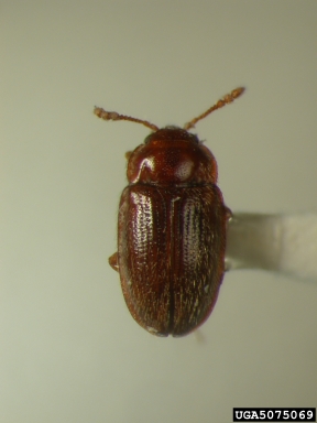 handsome fungus beetle, Symbiotes duryi  (Coleoptera: Endomychidae) - 5075069