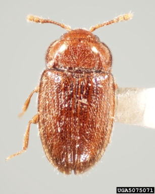 handsome fungus beetle, Symbiotes duryi  (Coleoptera: Endomychidae) - 5075071