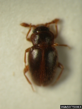handsome fungus beetle, Trochoideus coelantennatus  (Coleoptera: Endomychidae) - 5075083