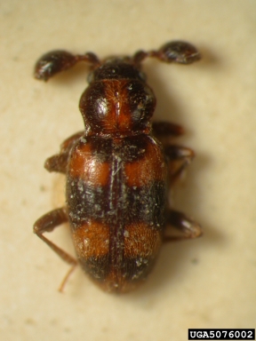 handsome fungus beetle, Trochoideus oberthuri  (Coleoptera: Endomychidae) - 5076002