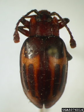 handsome fungus beetle, Trycherus appendiculatus triplex (Coleoptera: Endomychidae) - 5076014