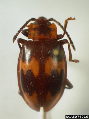 handsome fungus beetle, Trycherus attenuatus  (Coleoptera: Endomychidae) - 5076016