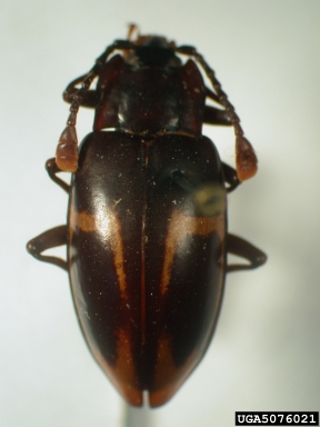 handsome fungus beetle, Trycherus bomansi  (Coleoptera: Endomychidae) - 5076021