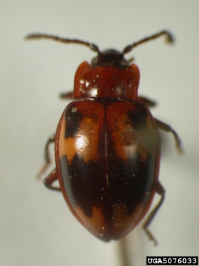 handsome fungus beetle, Trycherus kinduensis  (Coleoptera: Endomychidae) - 5076033
