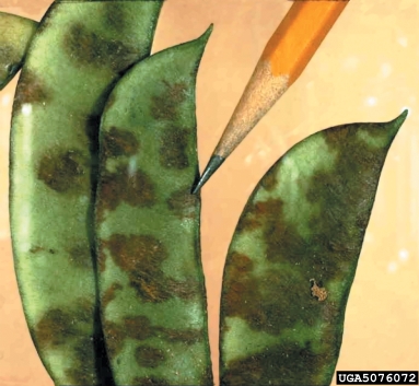 bean anthracnose, Colletotrichum lindemuthianum  (Phyllachorales: Phyllachoraceae) - 5076072