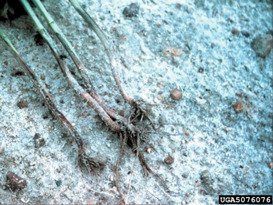 Pythium diseases, Pythium spp.  (Peronosporales: Pythiaceae) - 5076076