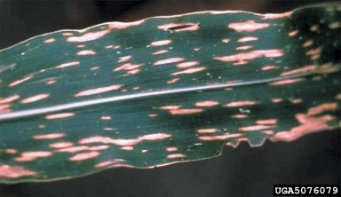 Southern corn leaf blight and stalk rot (Bipolaris maydis ) on corn (Zea mays ) - 5076079