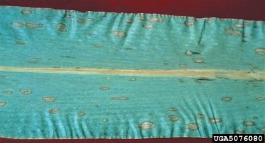 northern corn leaf blight (Exserohilum turcicum ) on corn (Zea mays ) - 5076080