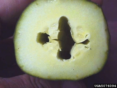 nutrient deficiency (  ) on cucumber (Cucumis sativus ) - 5076094