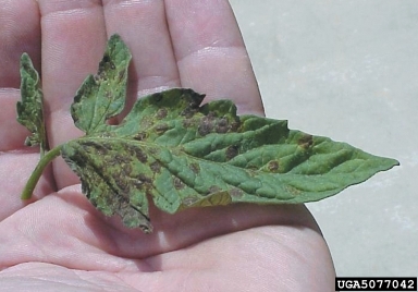 Tomato Spotted Wilt Virus, Tospovirus TSWV  (Unassigned single stranded negative-sense RNA viruses: Bunyaviridae) - 5077042