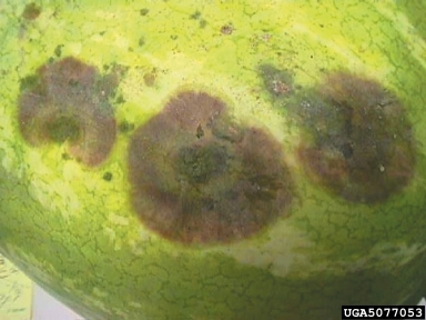 Phytophthora blight (Phytophthora capsici ) on watermelon (Citrullus lanatus var. lanatus) - 5077053
