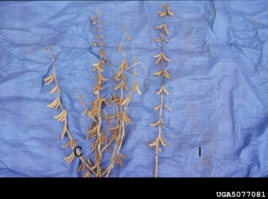 Bean Pod Mottle Virus, Comovirus BPMV  (Picornavirales: Comoviridae) - 5077081