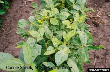 Bean Pod Mottle Virus, Comovirus BPMV  (Picornavirales: Comoviridae) - 5077087