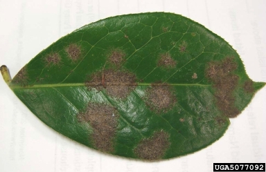 green alga (Cephaleuros virescens ) on camellia (Camellia spp. ) - 5077092