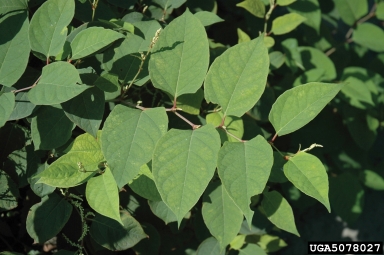 Japanese knotweed, Fallopia japonica  (Polygonales: Polygonaceae) - 5078027