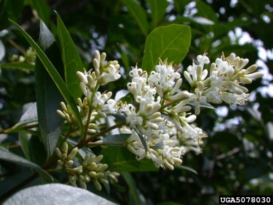 European privet, Ligustrum vulgare  (Scrophulariales: Oleaceae) - 5078030