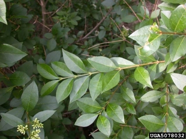 European privet, Ligustrum vulgare  (Scrophulariales: Oleaceae) - 5078032