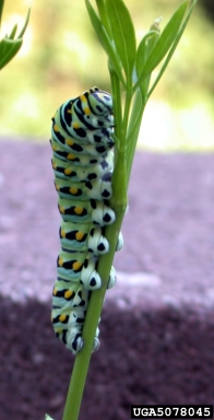 swallowtail butterflies, Papilio spp.  (Lepidoptera: Papilionidae) - 5078045