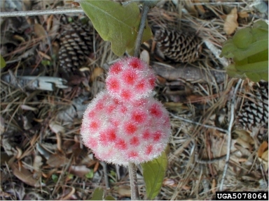 wool sower gall maker (Callirhytis seminator ) on oak (Quercus spp. ) - 5078064
