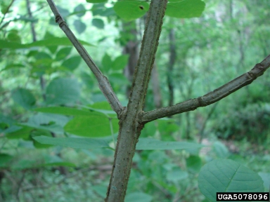 blue ash, Fraxinus quadrangulata  (Scrophulariales: Oleaceae) - 5078096