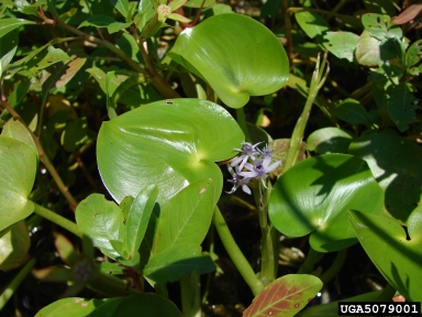roundleaf mudplantain, Heteranthera reniformis  (Liliales: Pontederiaceae) - 5079001