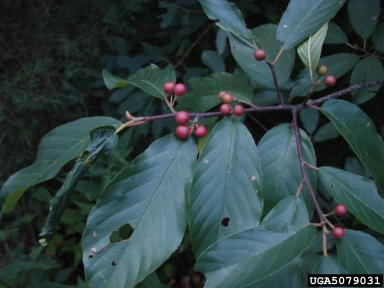 Carolina buckthorn, Frangula caroliniana  (Rhamnales: Rhamnaceae) - 5079031