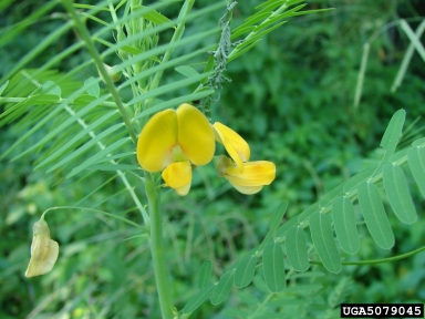 bigpod sesbania, Sesbania herbacea  (Fabales: Fabaceae (Leguminosae)) - 5079045