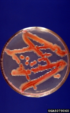 Southern bacterial wilt (Ralstonia solanacearum (except Race 3 Biovar 2)) on Tetrazolium medium (Bacterial Selective Media TZC ) - 5079060