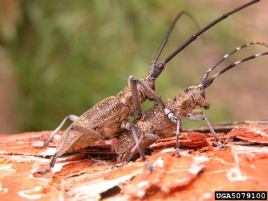 sawyer beetles, Monochamus spp.  (Coleoptera: Cerambycidae) - 5079100