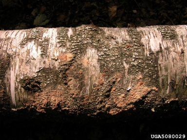 large timberworm (Elateroides dermestoides ) on European white birch (Betula pendula ) - 5080029
