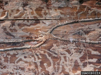 large larch bark beetle (Ips cembrae ) on larch (Larix spp. ) - 5080059