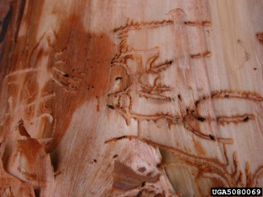 bark beetles, Pityogenes spp.  (Coleoptera: Curculionidae) - 5080069