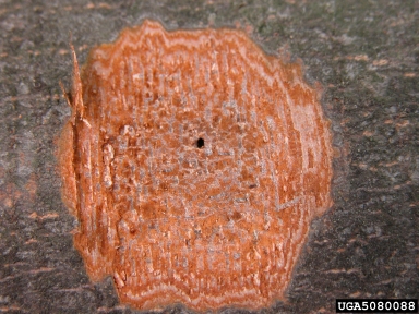 beech bark beetle (Taphrorychus bicolor ) on European beech (Fagus sylvatica ) - 5080088