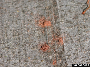 beech bark beetle (Taphrorychus bicolor ) on European beech (Fagus sylvatica ) - 5080089