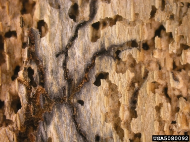 beech bark beetle, Taphrorychus bicolor  (Coleoptera: Curculionidae) - 5080092