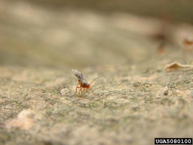 Ichneumonid wasps (  ) on ash bark beetles (Hylesinus spp. ) - 5080100