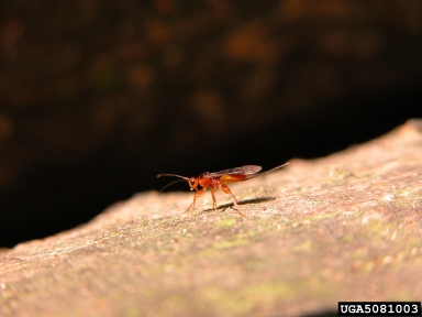 Ichneumonid wasps (  ) on ash bark beetles (Hylesinus spp. ) - 5081003