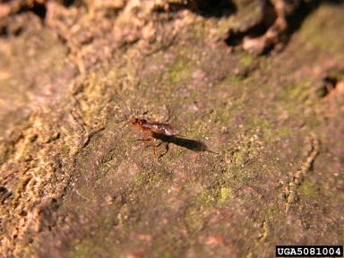 Ichneumonid wasps (  ) on ash bark beetles (Hylesinus spp. ) - 5081004