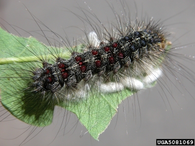 gypsy moth, Lymantria dispar  (Lepidoptera: Lymantriidae) - 5081069