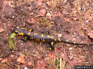 European fire salamander, Salamandra Salamandra  (Caudata: Salamandridae) - 5082013