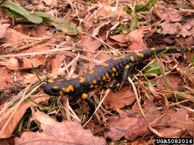 European fire salamander, Salamandra Salamandra  (Caudata: Salamandridae) - 5082016