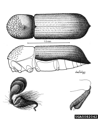 twig beetle, Micracisella nitidula  (Coleoptera: Curculionidae) - 5082042