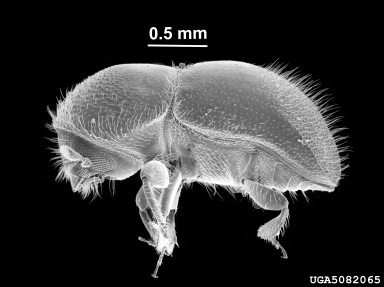 granulate ambrosia beetle, Xylosandrus crassiusculus  (Coleoptera: Curculionidae) - 5082065